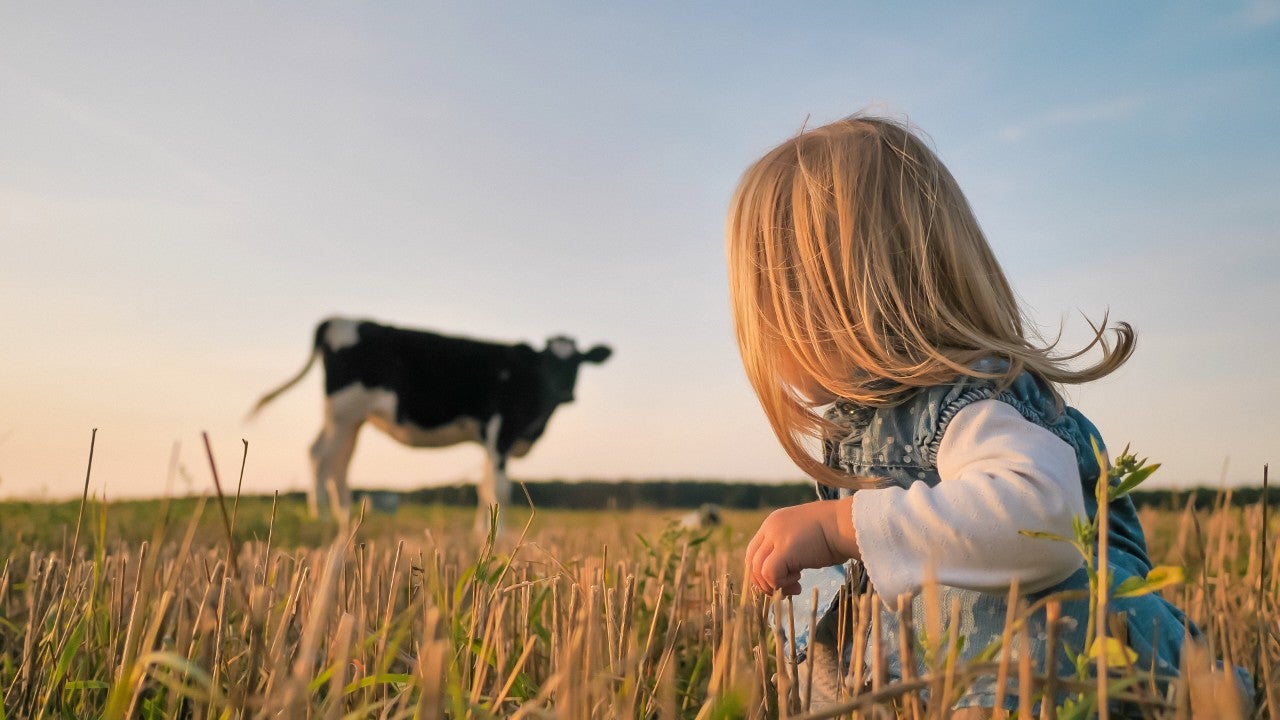 A little girl looks at a young cow in a field on a warm summer evening